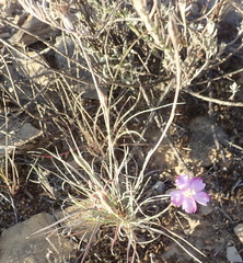 Dianthus basuticus fourcadei