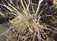 Dianthus basuticus fourcadei