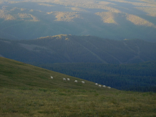 Mountain Goat photographed in Utah