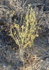 Crassula mollis