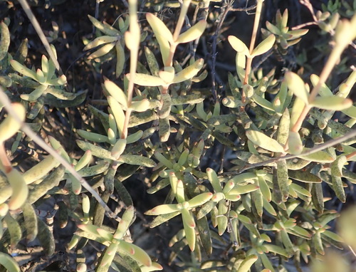 Crassula mollis