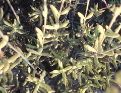 Crassula mollis