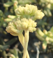 Crassula mollis