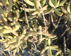Crassula mollis