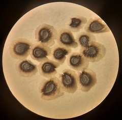 Spergularia pazensis