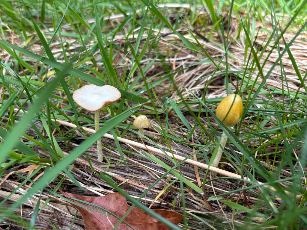 Bolbitius titubans · October 2025 · photo: © conehead_nz (iNaturalist, cc-by)
