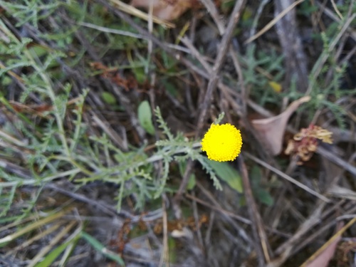 Cotula anthemoides image