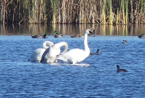 Trumpeter Swan