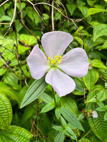 Pterolepis glomerata observed 2025-10-07