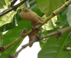 Chamaeleonidae