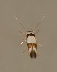 Stathmopoda mannophora