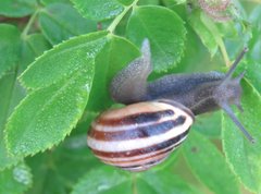 Cepaea hortensis