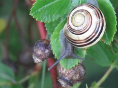 Cepaea hortensis