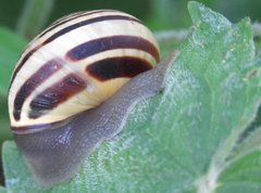 Cepaea hortensis