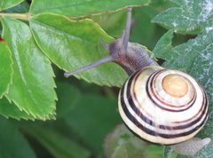 Cepaea hortensis