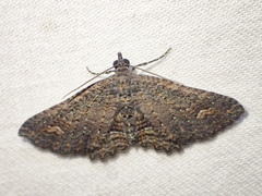 Eucymatoge scotodes
