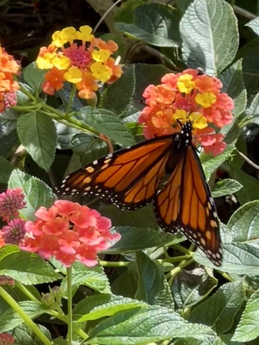 Monarch Butterfly