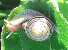 Cepaea hortensis