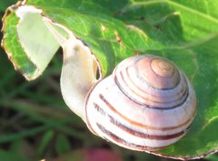 Cepaea hortensis