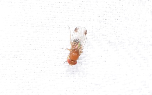 Unknown species found near Westwood, MA 02090, USA