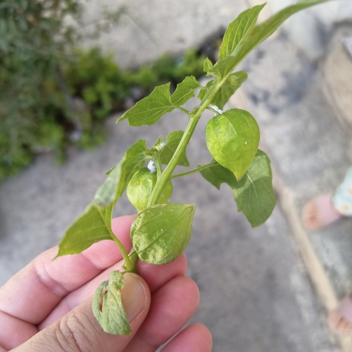 cutleaf groundcherry