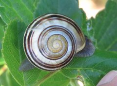 Cepaea hortensis