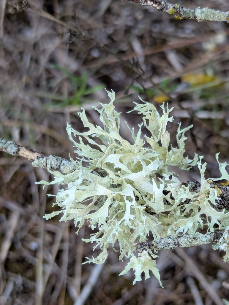 Inelegant Strap Lichen