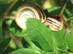 Cepaea hortensis