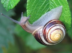 Cepaea hortensis