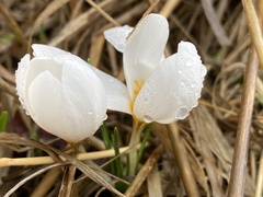 Crocus aleppicus