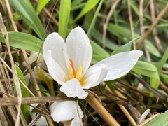 Crocus aleppicus