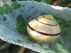 Cepaea hortensis