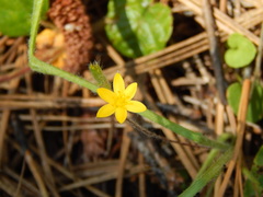Hypoxis mexicana