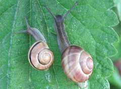 Cepaea hortensis