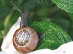 Cepaea hortensis