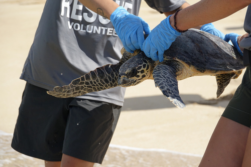 Eretmochelys imbricata, 2025-09-16
