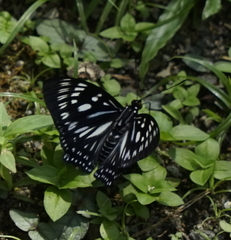 Euripus nyctelius