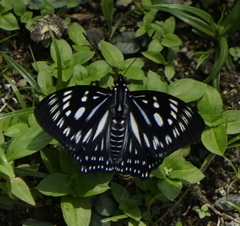 Euripus nyctelius