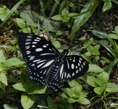 Euripus nyctelius