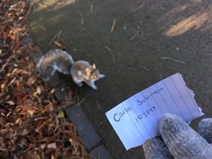 Sciurus carolinensis