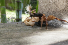 Geograpsus grayi