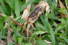 Geograpsus grayi