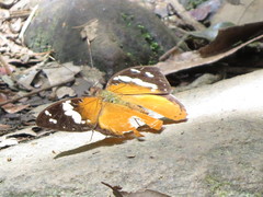 Aterica rabena