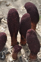 Cynomorium coccineum