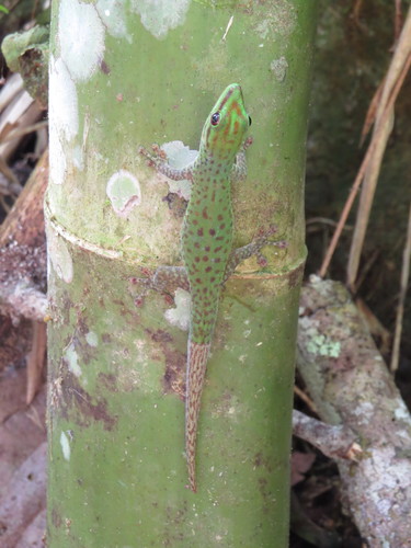Speckled Day Gecko, Phelsuma guttata