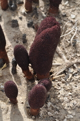 Cynomorium coccineum