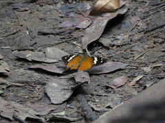Aterica rabena