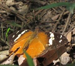 Aterica rabena