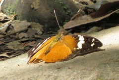 Aterica rabena