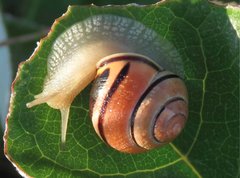 Cepaea nemoralis